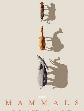 постер Млекопитающие