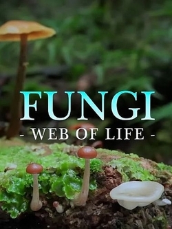 Царство грибов: паутина жизни