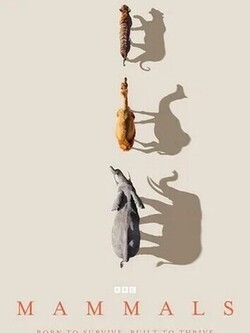 Млекопитающие